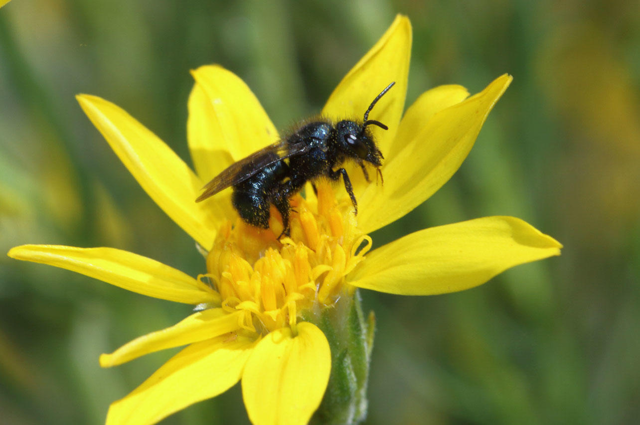 Mason Bee.