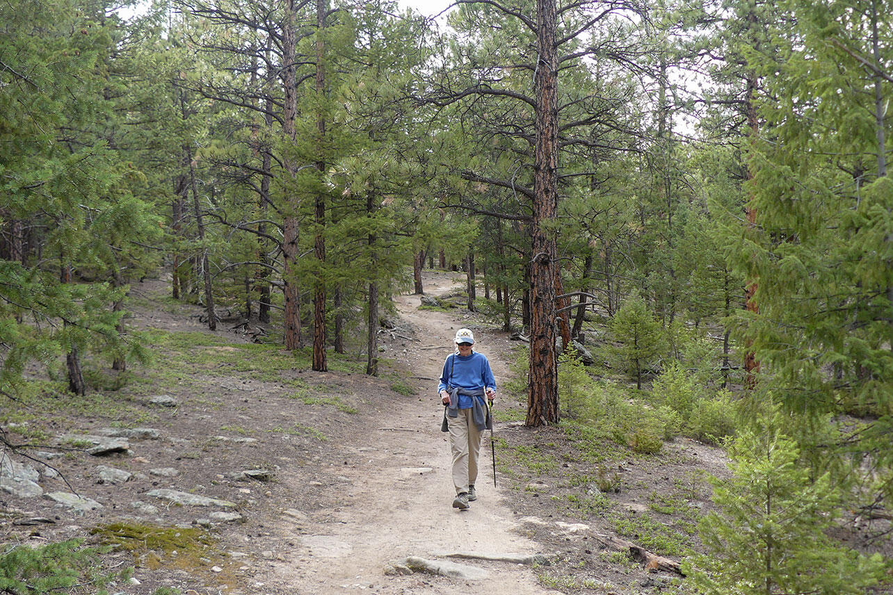 A woman walks on a trail through coniferous forest.
