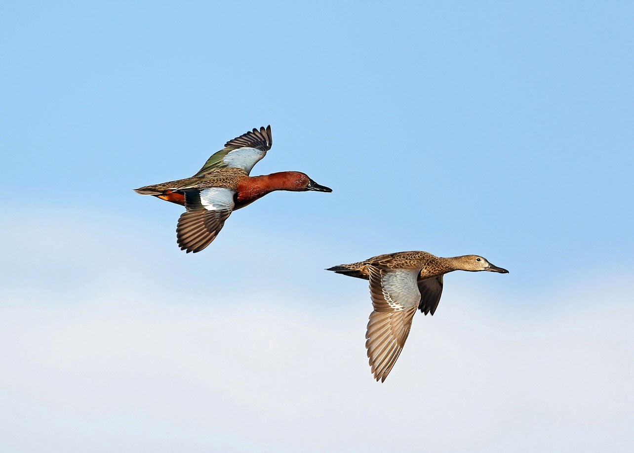 Male and female Cinnamon Teals in flight.