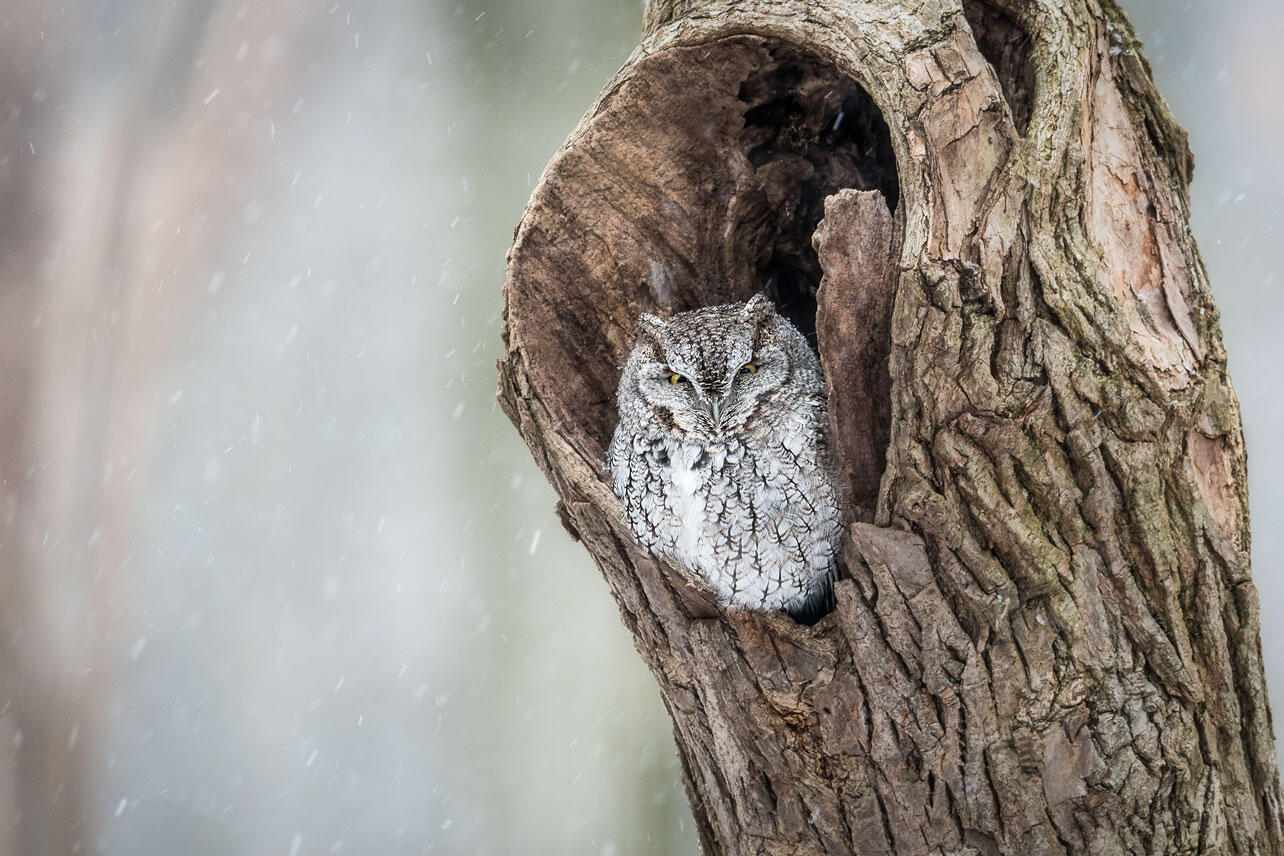 Eastern Screech-Owl sits in a tree cavity amid falling snow.