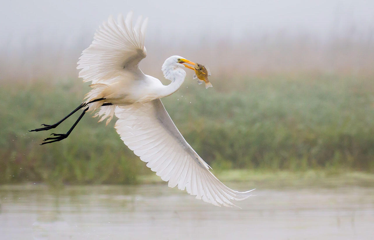 Great Egret flying with a fish in its beak.
