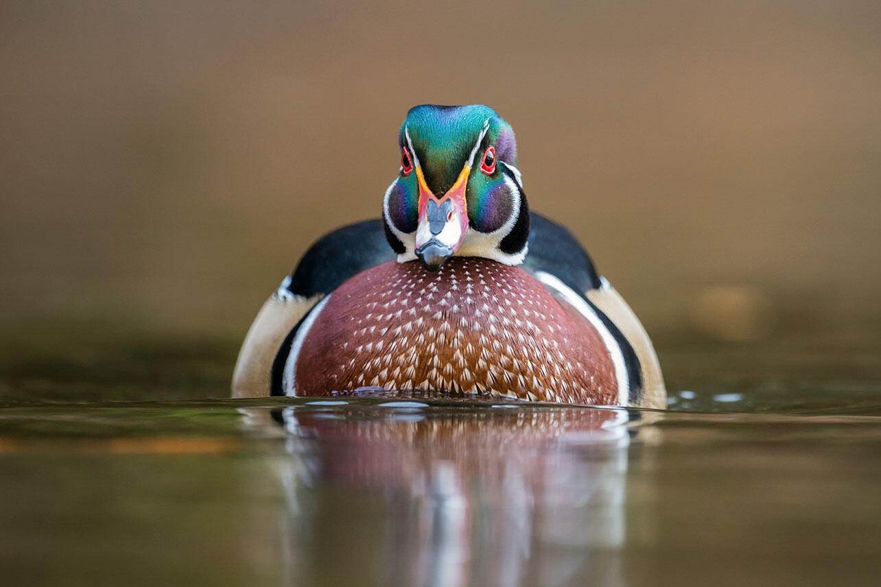Male Wood Duck simming.