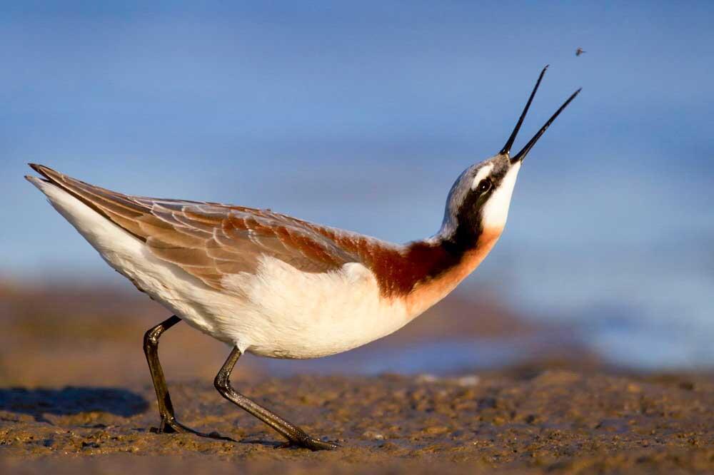 A female Wilson’s Phalarope catches a small insect.