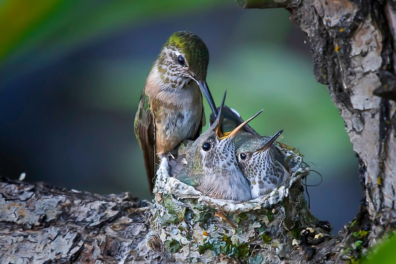 Hummingbirds consume much more than nectar. During the breeding season especially, they expand their diet to include insects and spiders. Broad-tailed Hummingbirds.