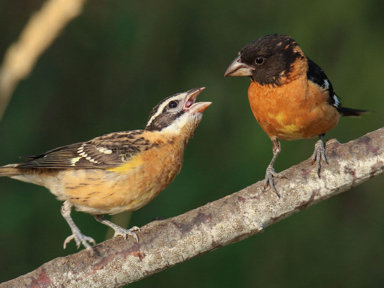 A juvenile Black-headed Grosbeak begs for food from its father.