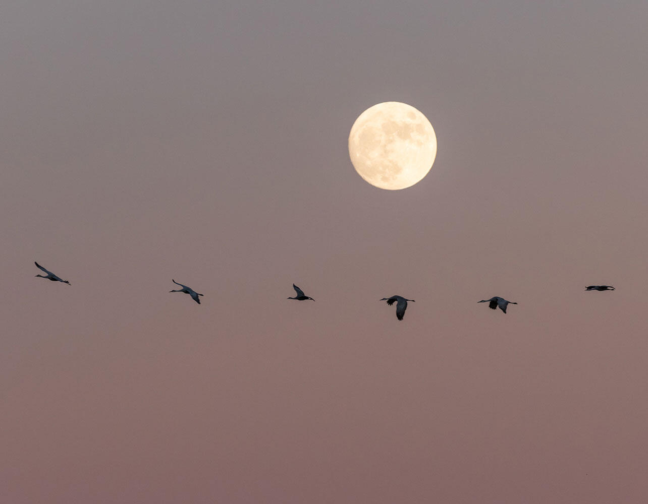 Sandhill Cranes in flight. A full moon is in the background.