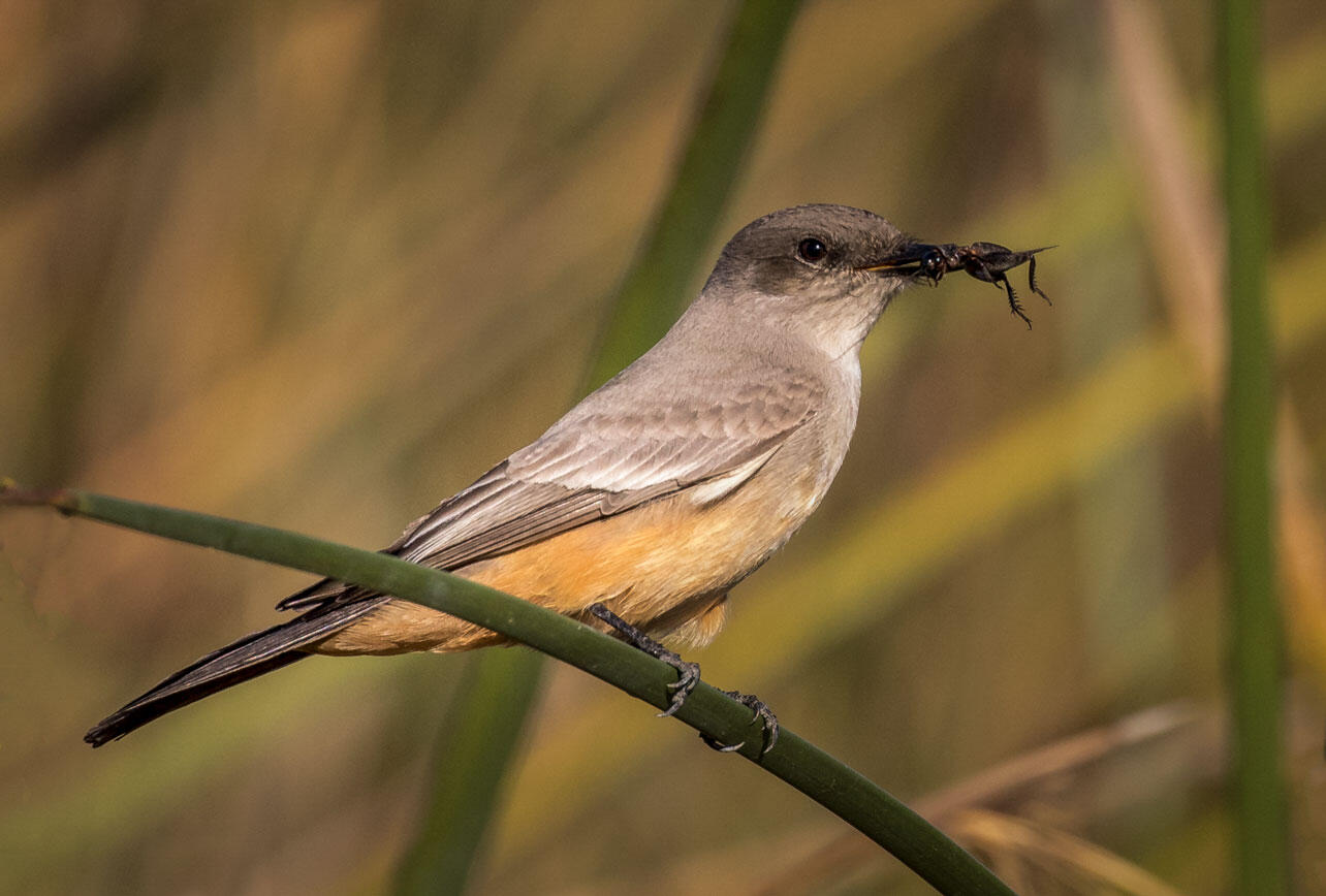 Say's Phoebe perched on a stem with an insect in its beak.