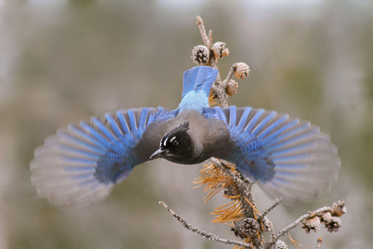 Steller's Jay takes flight.