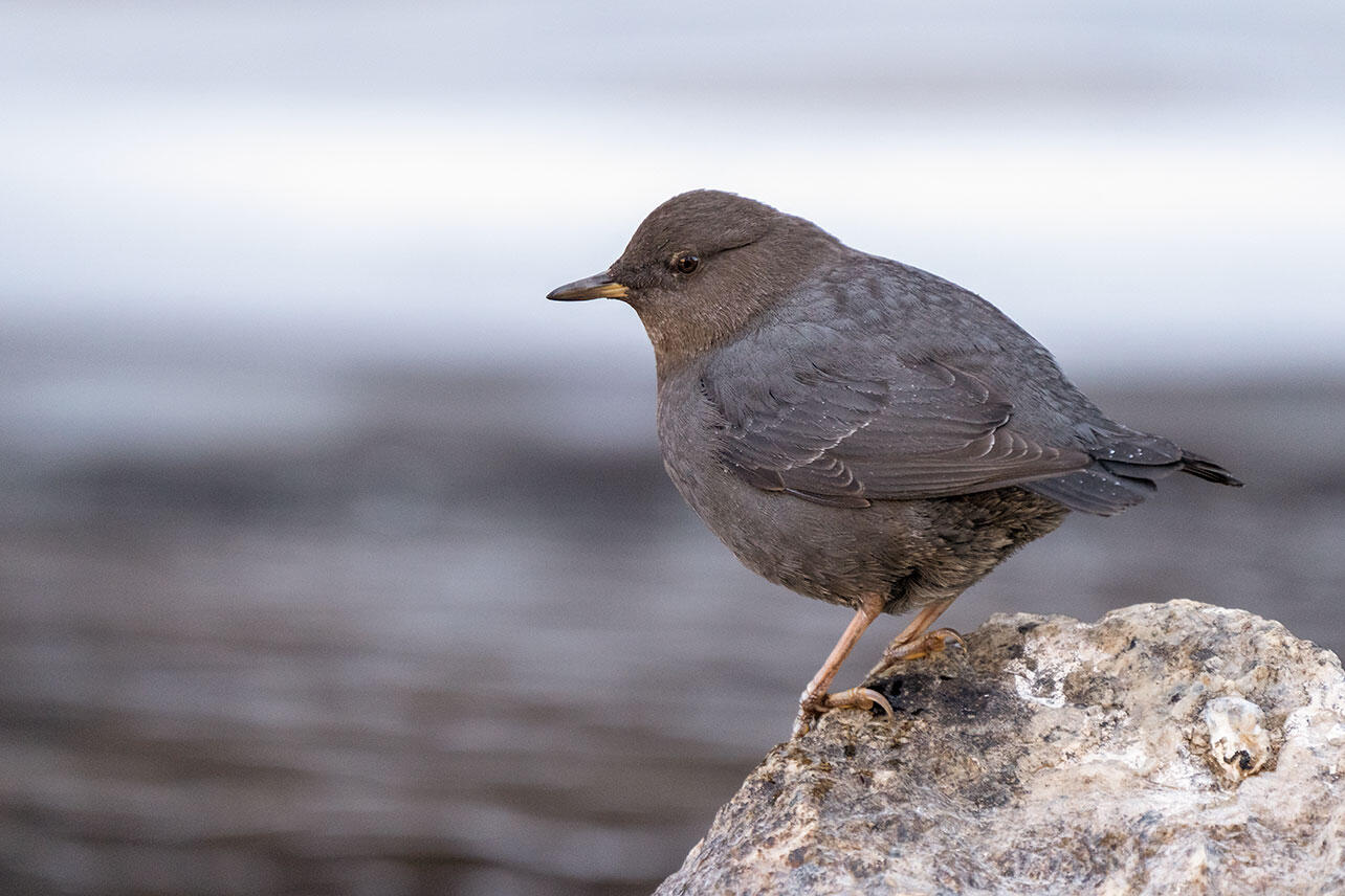 American Dipper perched on a rock.