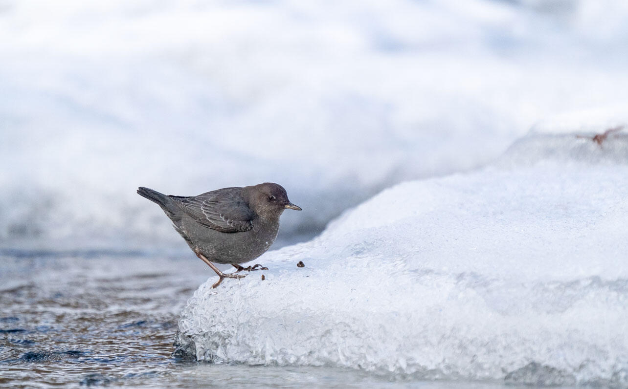 American Dipper perched on snow next to a river.