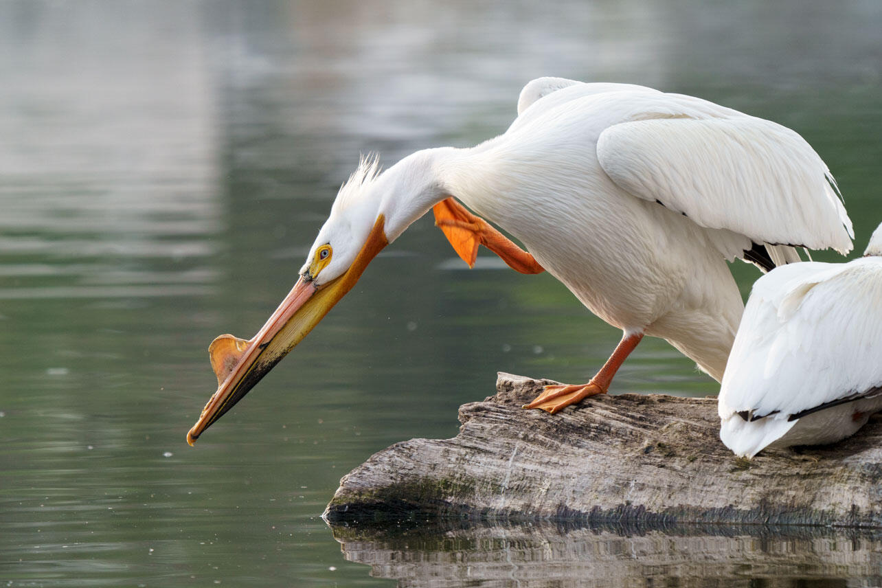 American White Pelican scratching itself on a log.