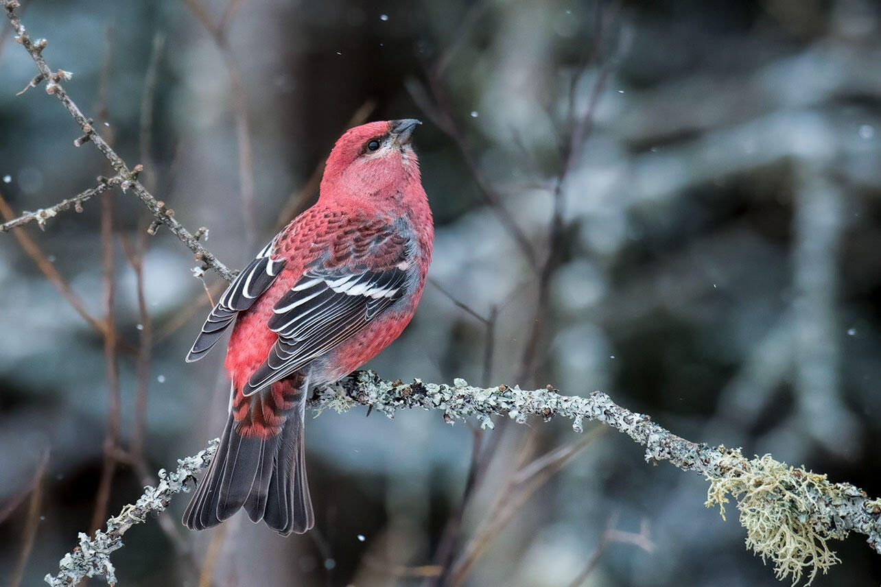 Pine Grosbeak perched on a branch in the snow.