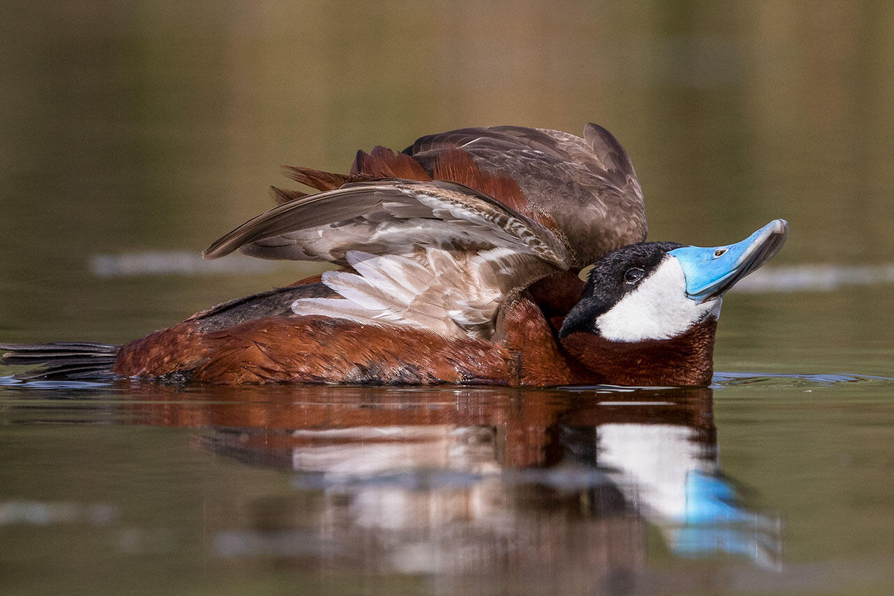 Male Ruddy Duck performs a display.