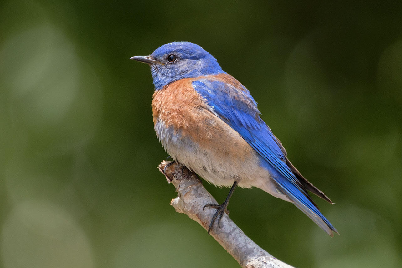 Western Bluebird perched on a branch.