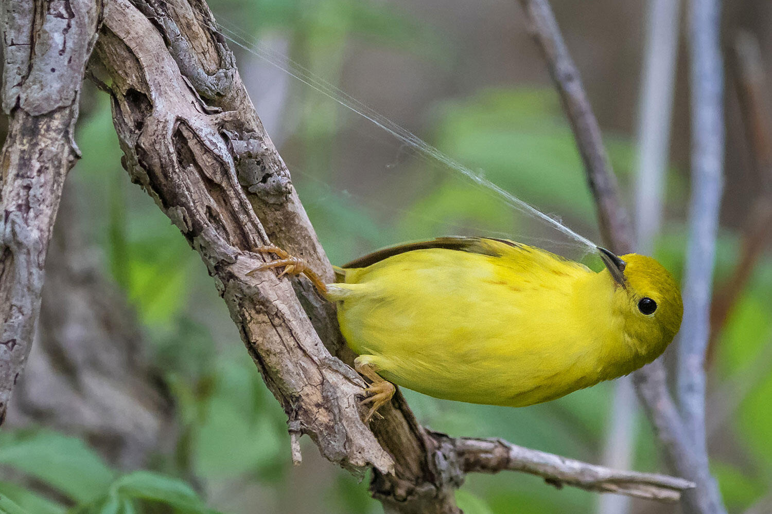 A yellow songbird gathers downy organic material from a tree trunk.