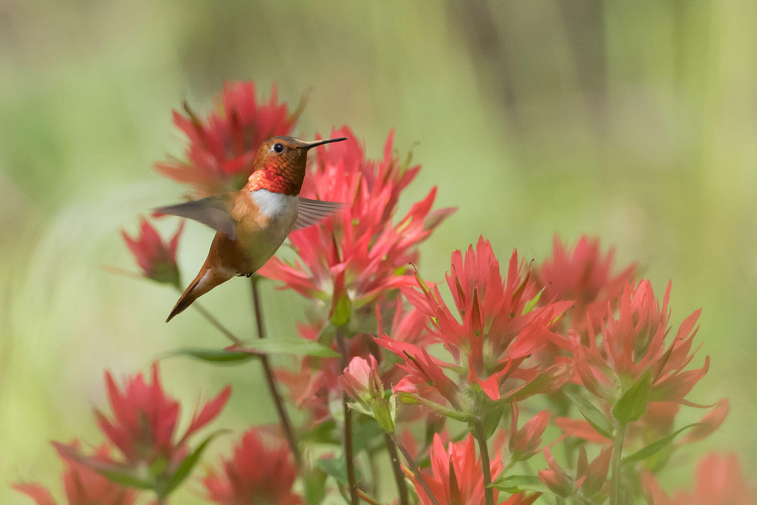 A Rufous Hummingbird hovers near Indian paintbrush flowers.