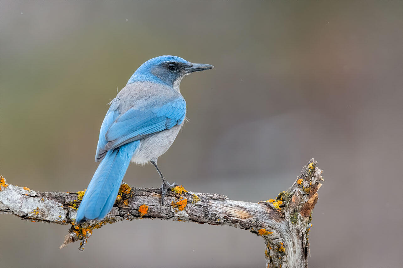 Woodhouse's Scrub-Jay perched on a branch.