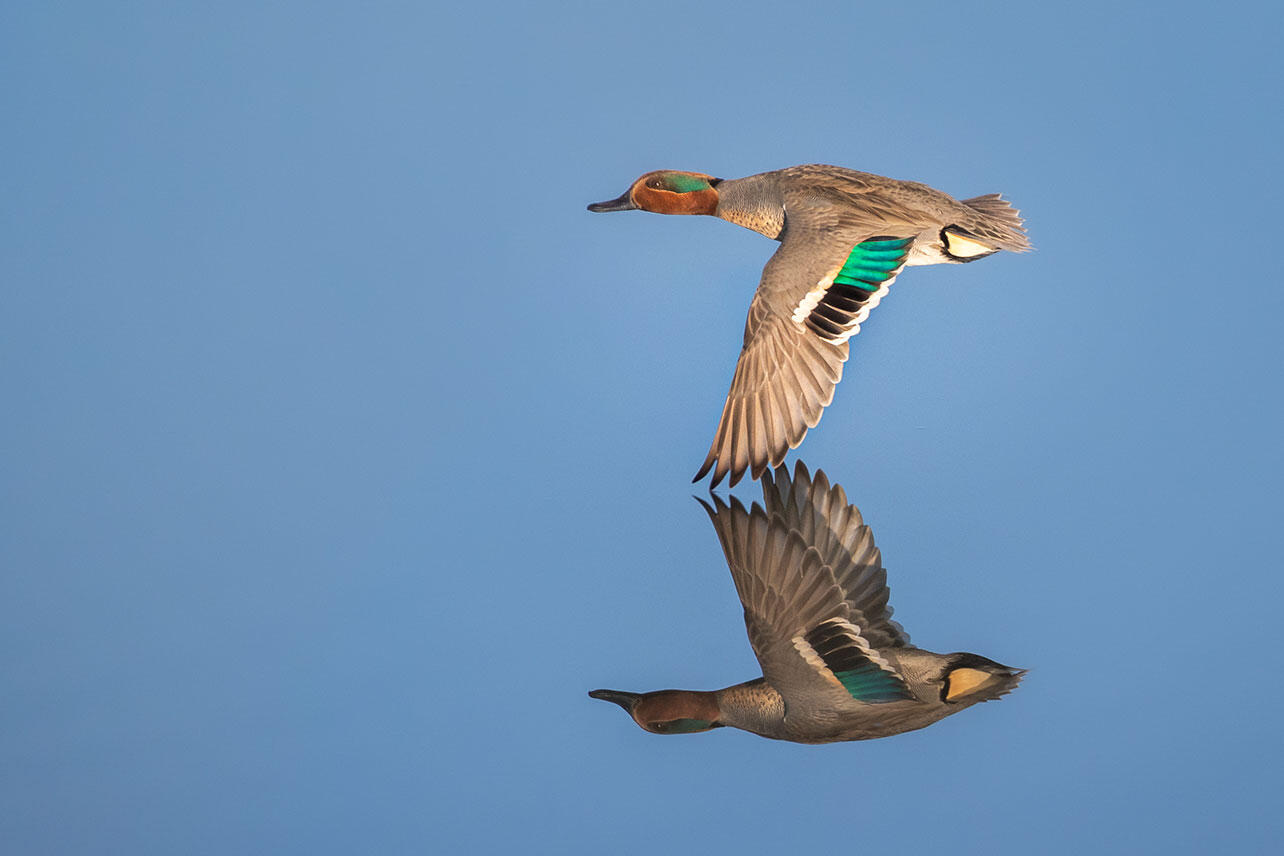 Green-winged Teal flying over calm water.