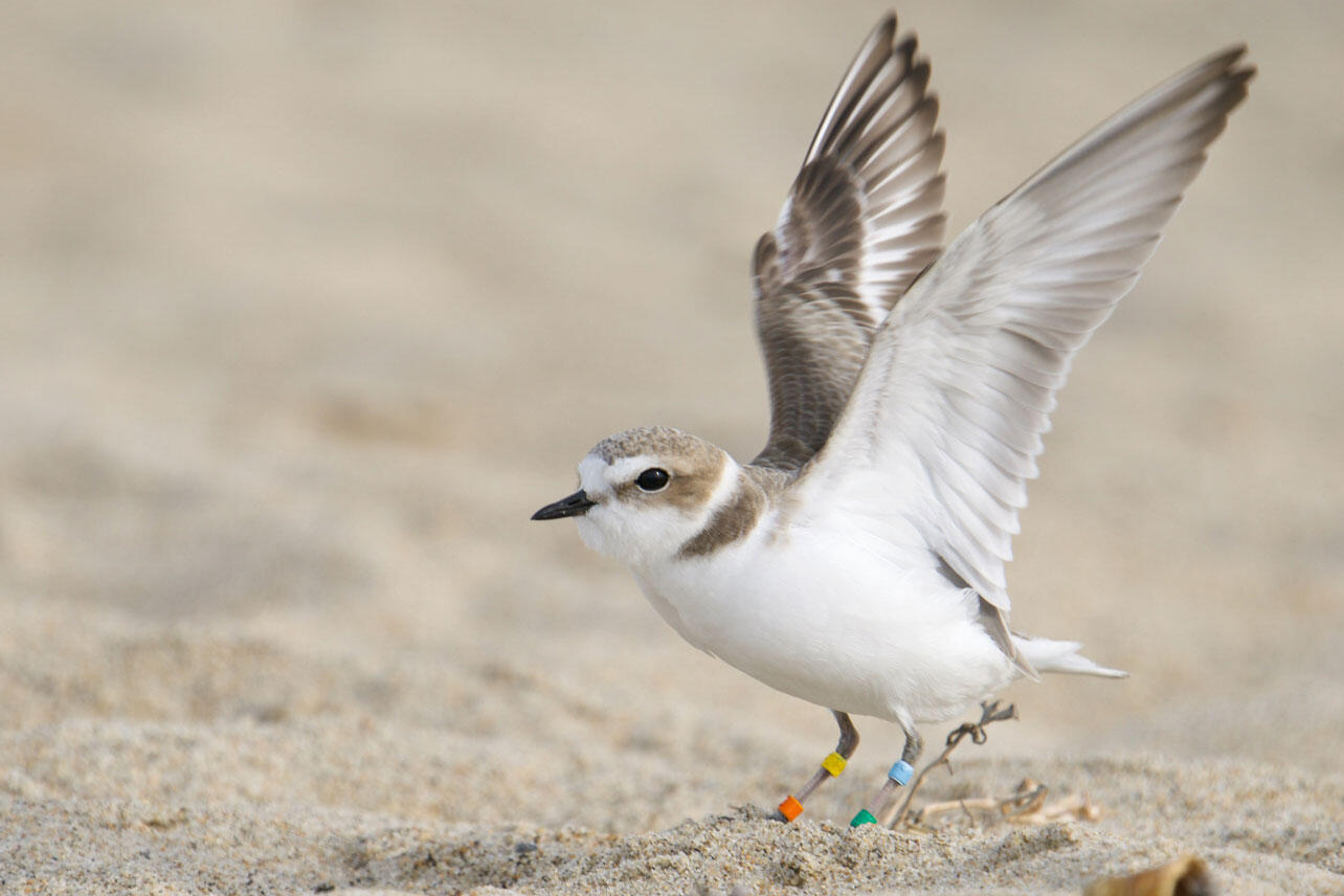 A banded Snowy Plover flaps its wings.