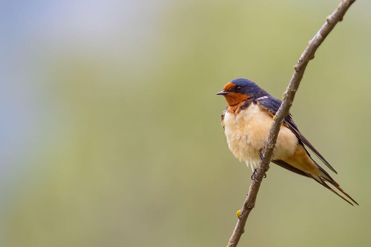 Barn Swallow perched on a branch.