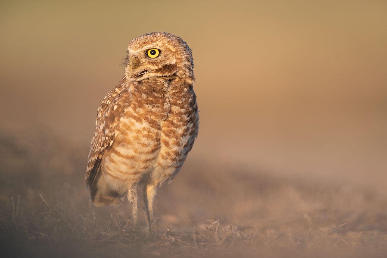 Burrowing Owl stands in a field.