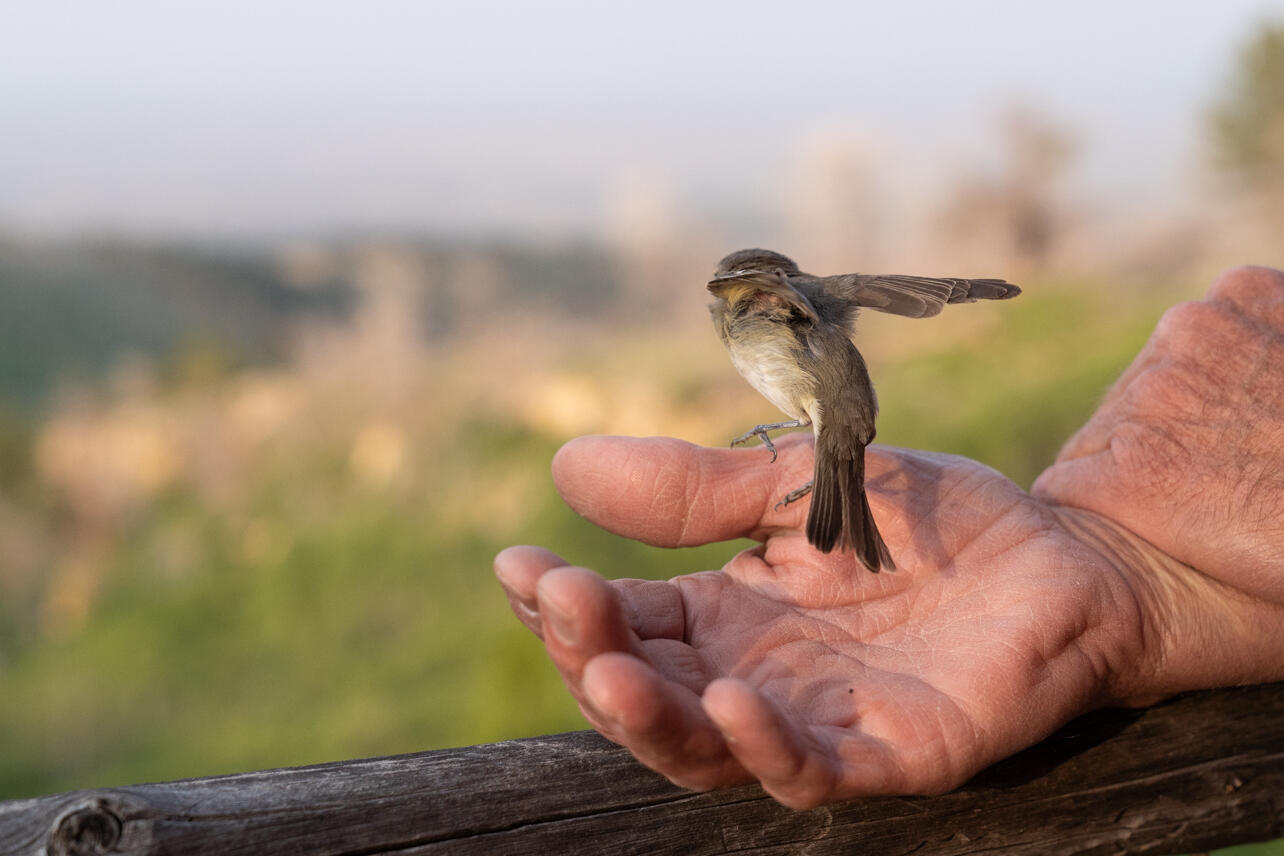 A bird jumps out of a person's hand.