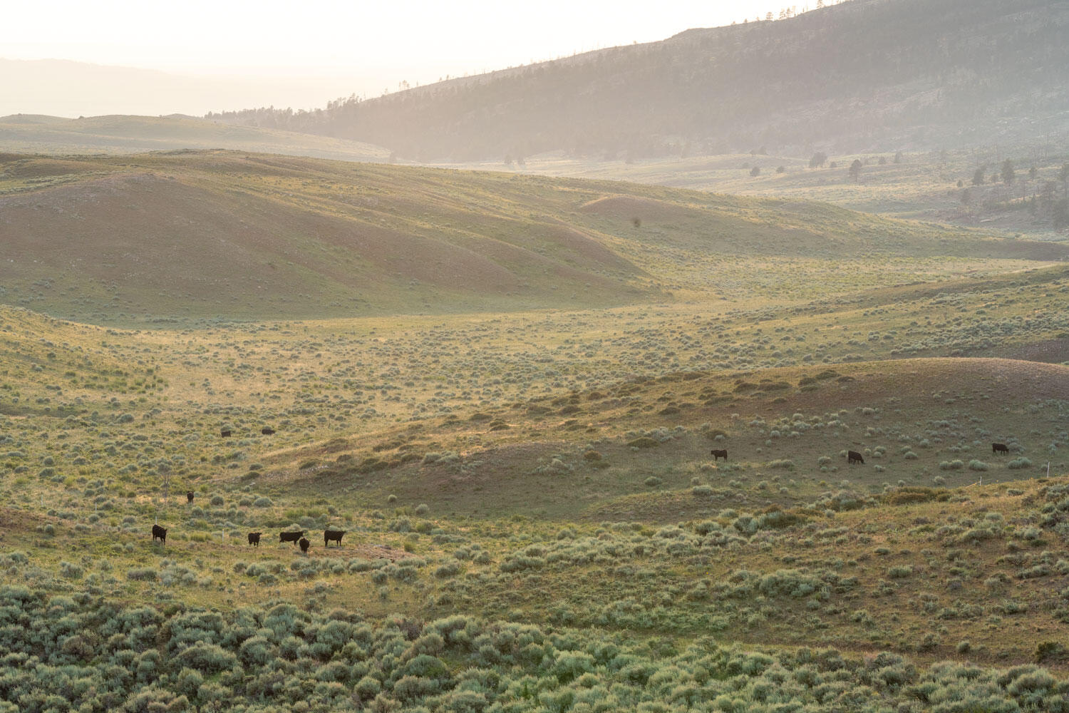 Cattle graze in sagebrush steppe on Eagle Ridge Ranch.
