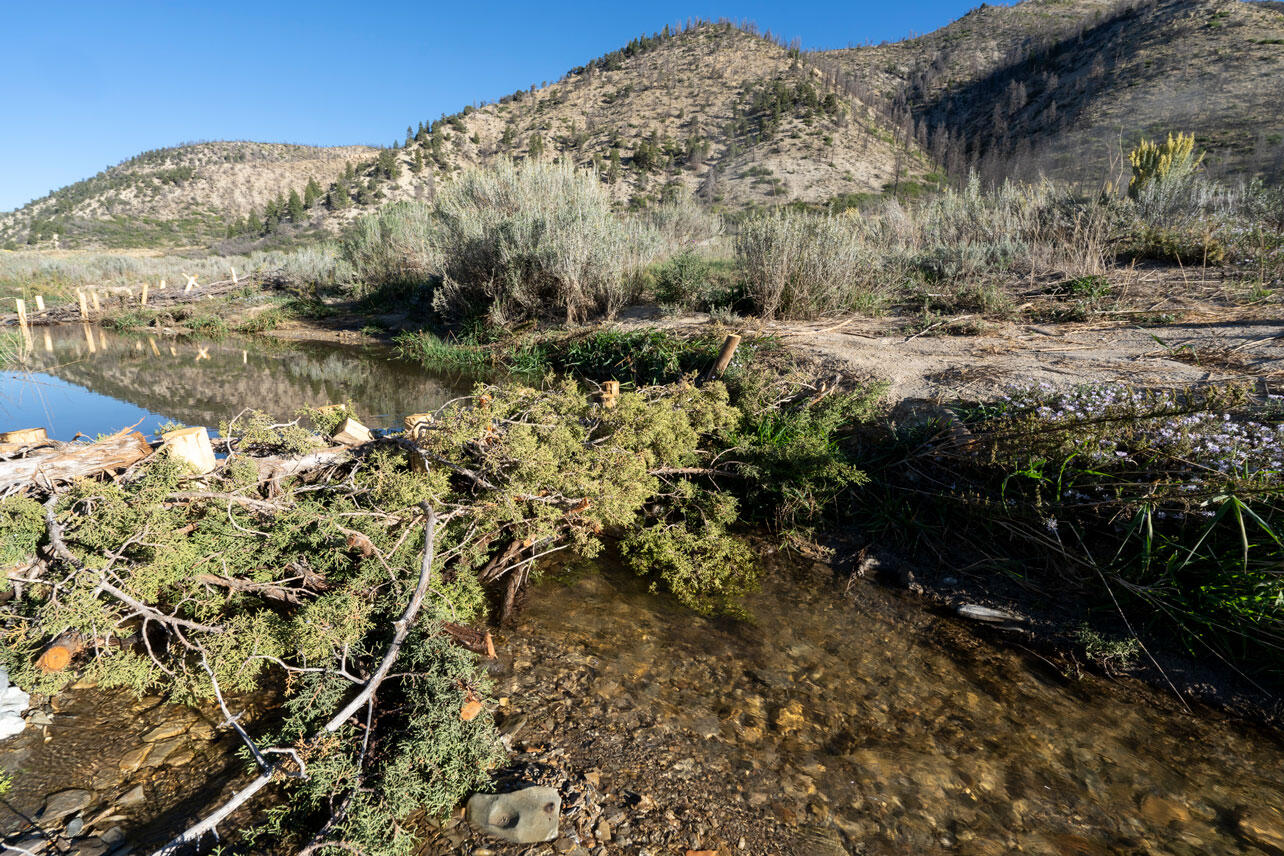 A structure of wood posts and juniper branches spans a creek.