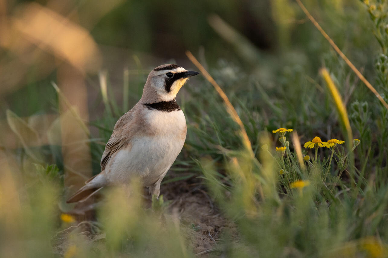 A Horned Lark stands on the ground amid flowers, grass, and soil.