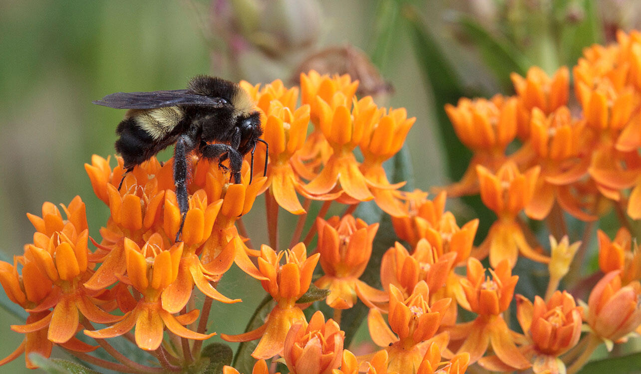 Bumblebee on butterfly weed.