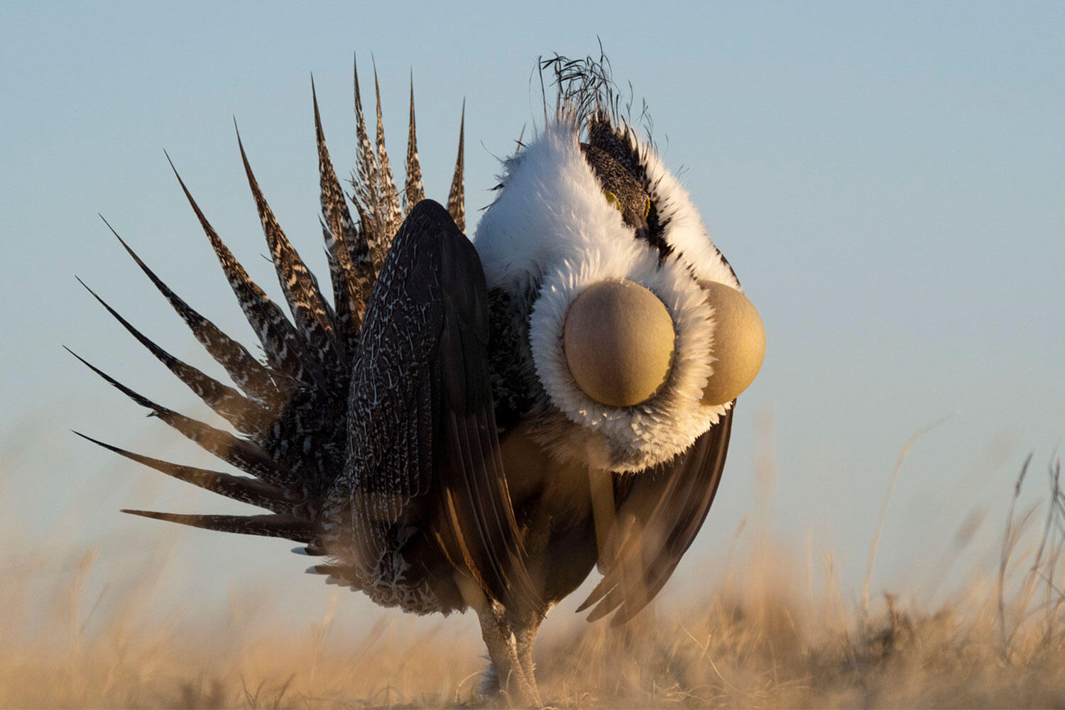 A male Greater Sage-Grouse performs a mating display.