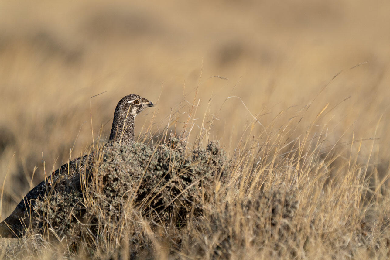 Greater Sage-Grouse stands behind a sagebrush.