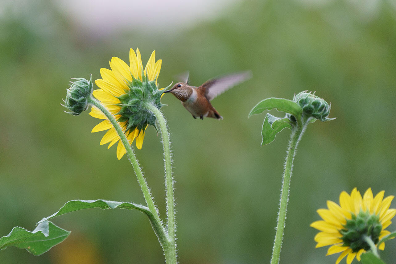 Rufous Hummingbird feeding on sunflower.