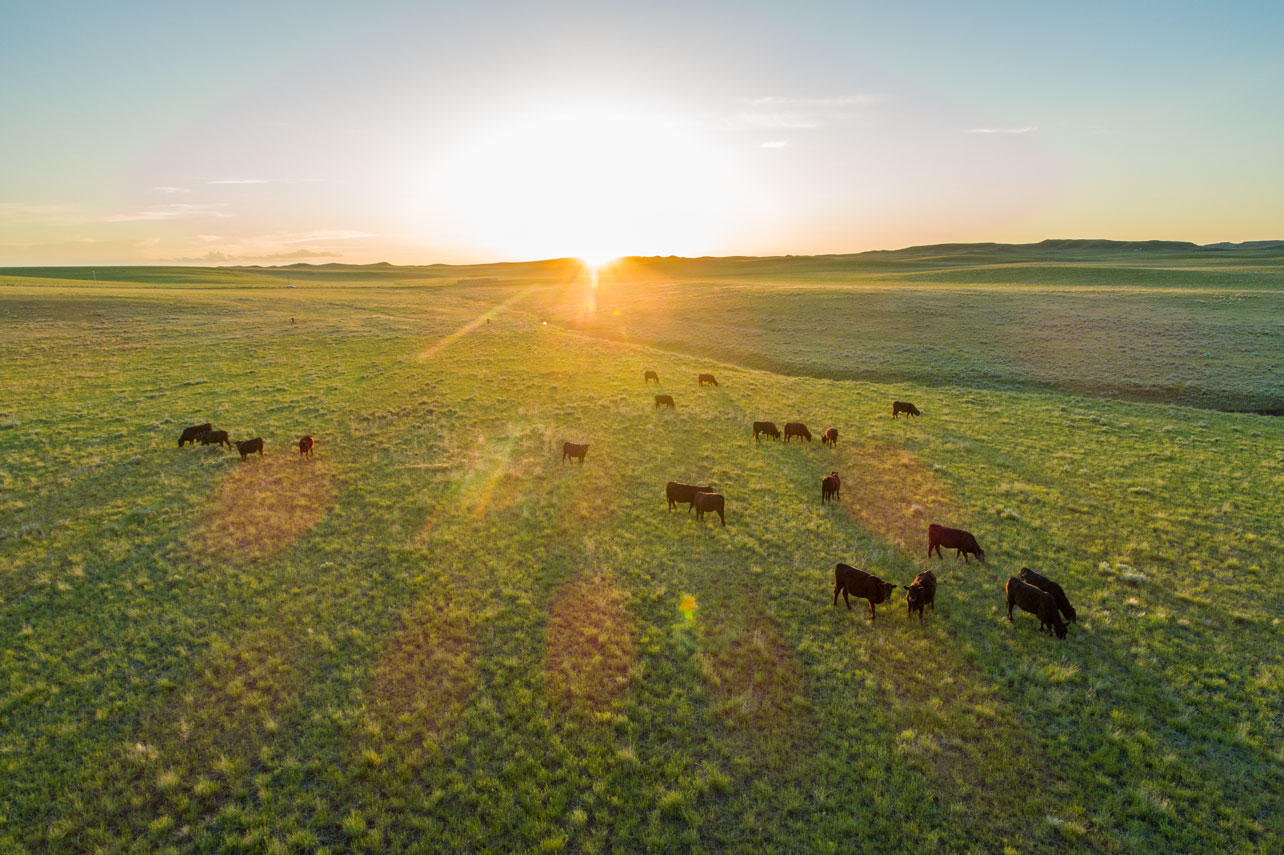 Cattle grazing on Rockin' 7 Ranch in Wyoming, certified by Audubon's Conservation Ranching Initiative.