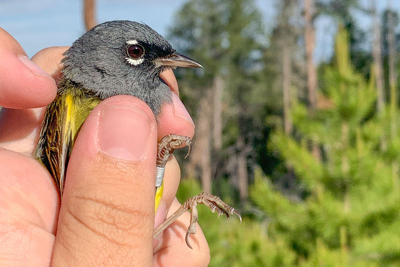 Male Mourning Warbler wearing a bird band in a person's hand.