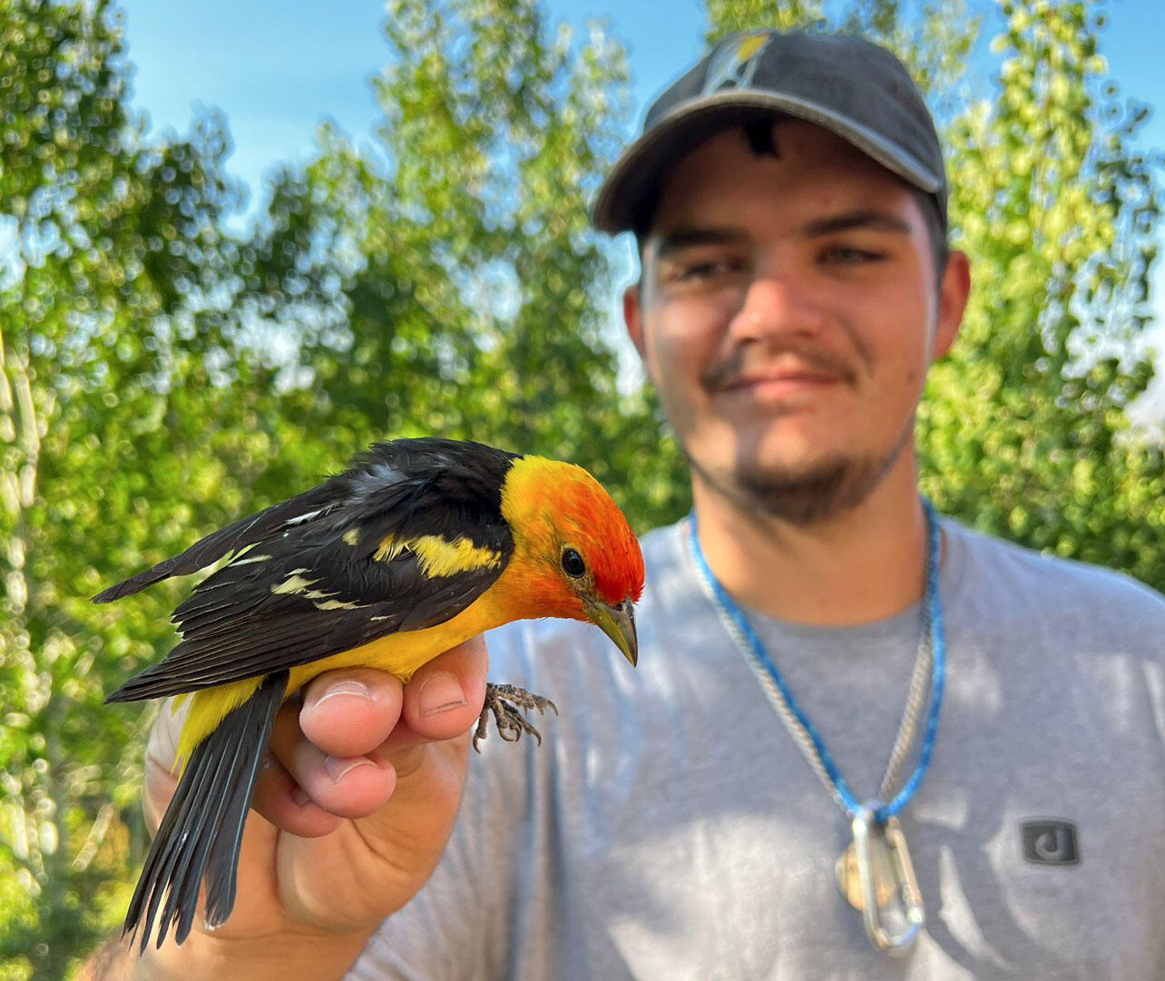 Chris Johnson holds a male Western Tanager.