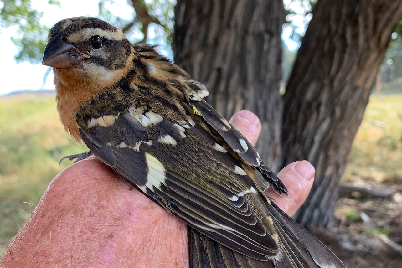 A female Black-headed Grosbeak being held while banded.