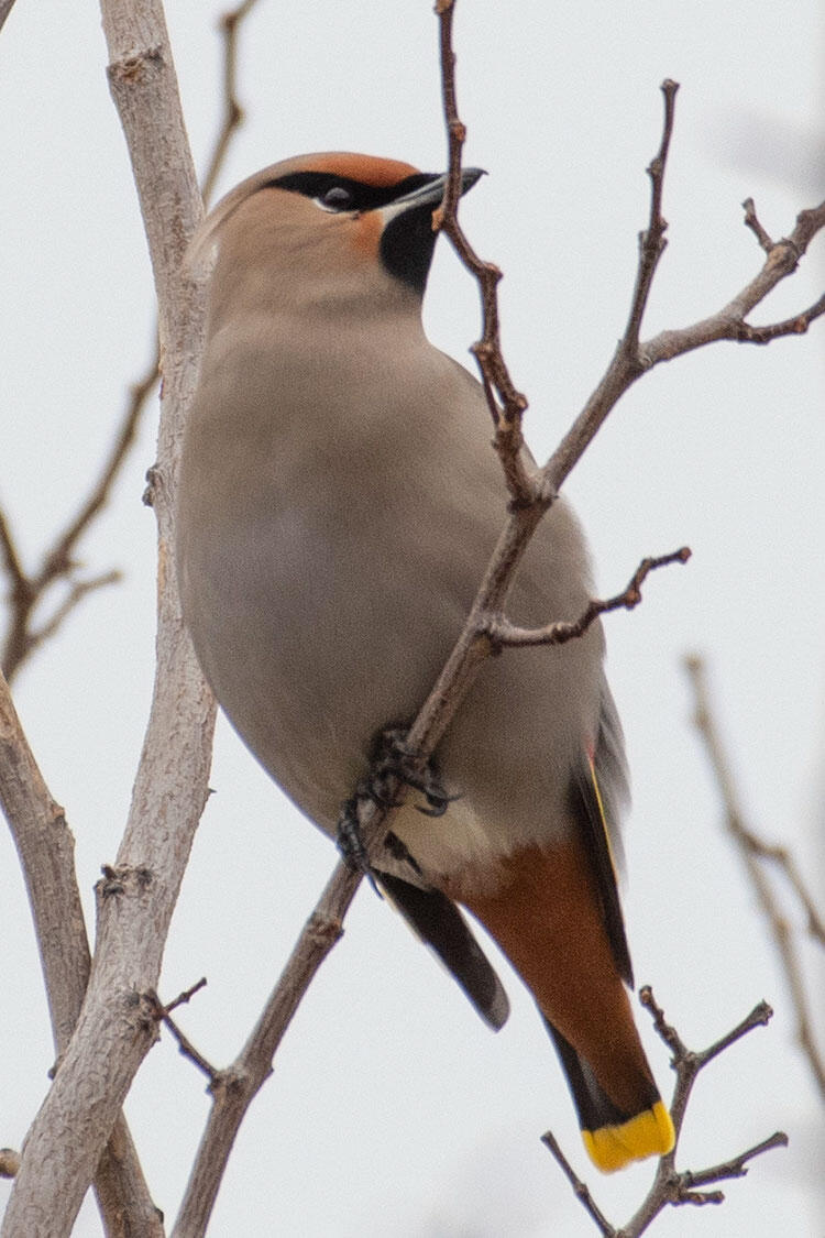 Bohemian Waxwing perched on a branch.