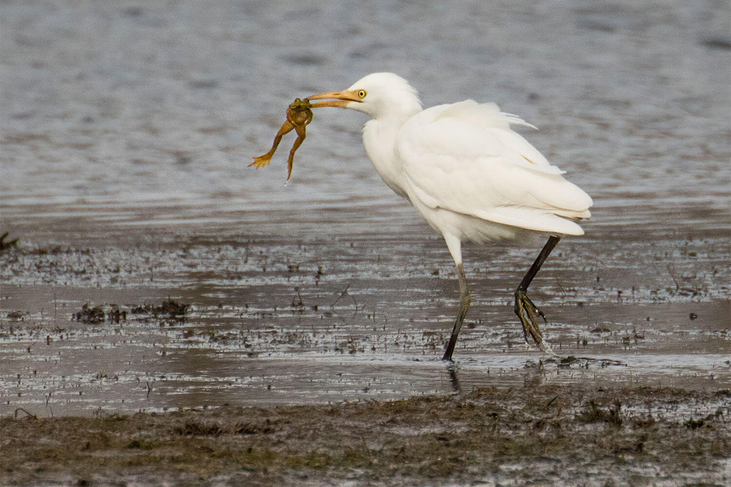 A Western Cattle Egret walks through shallow water with a toad in its bill.