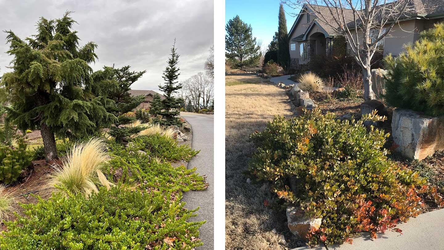 A pair of photos of a conifer tree and manzanita plant in yard landscapes.