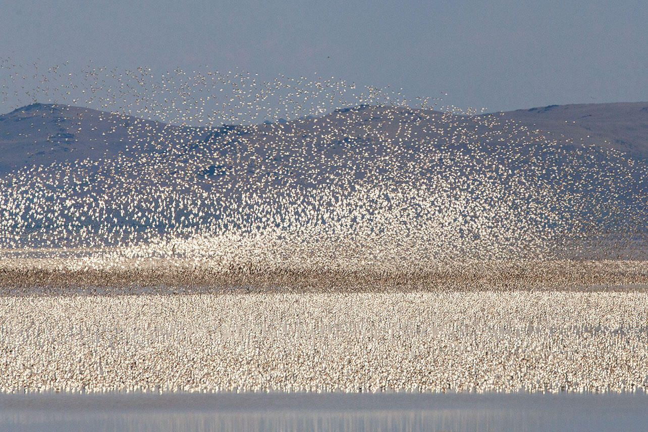 Thousands of phalaropes fly in a flock and stand in the Great Salt Lake.