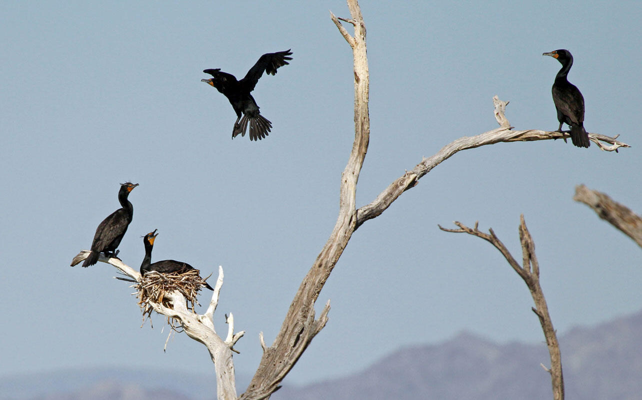 Double-crested Cormorants nesting in a dead tree.