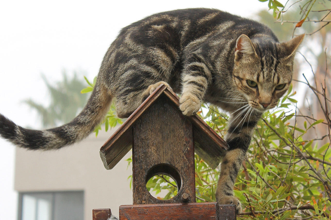 Cat on a bird feeder.