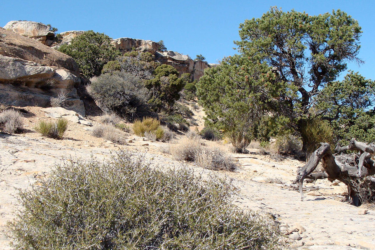 Enhancing Your Landscape with Little Leaf Mountain Mahogany - Ames Farm ...