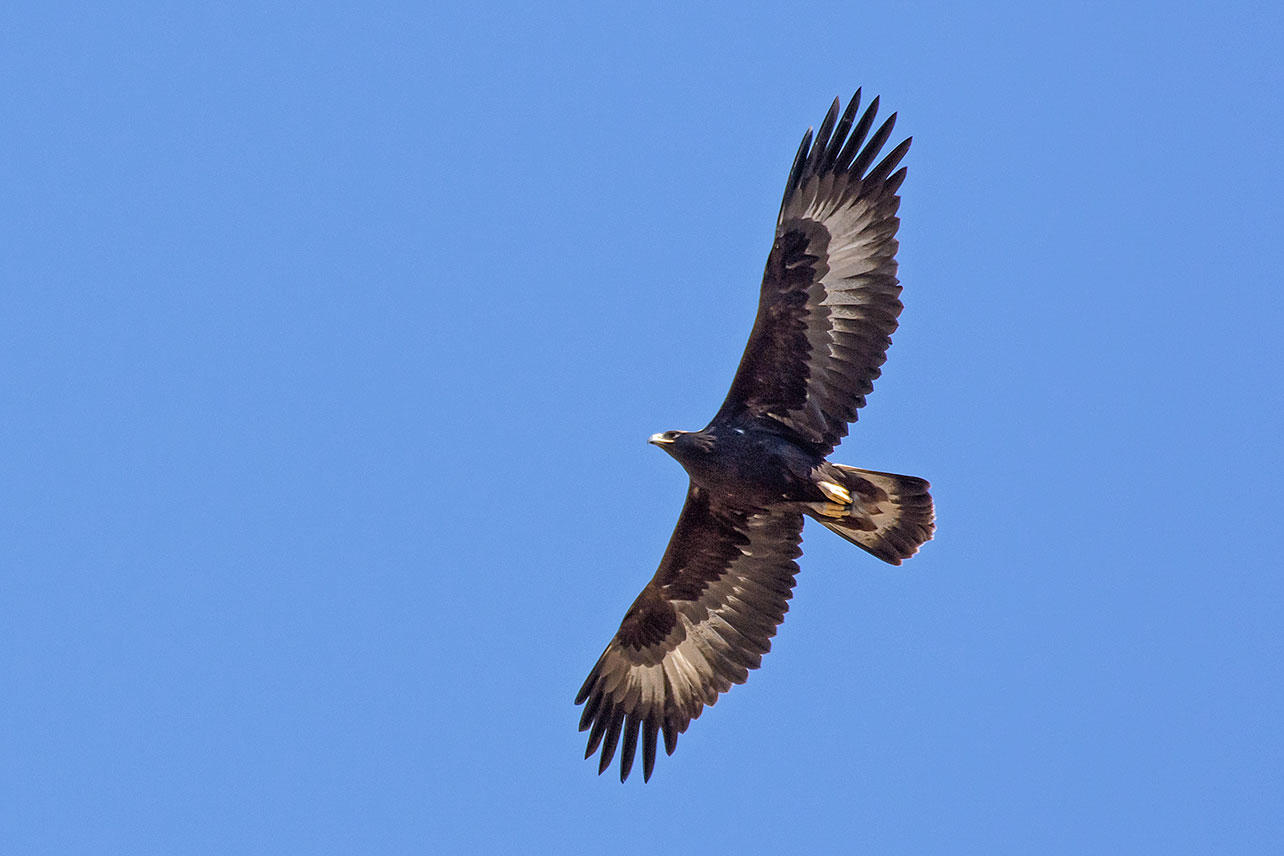 Golden Eagle | Audubon Rockies