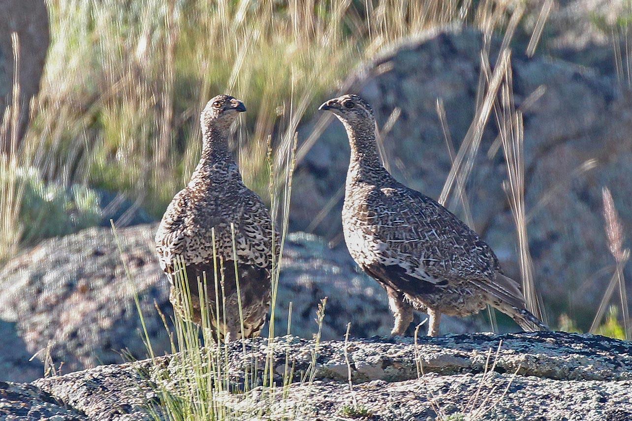 Two Gunnison Sage-Grouse on a rock.