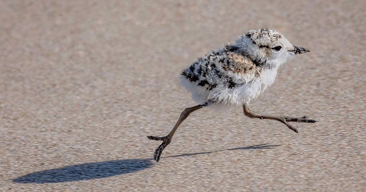 Snowy Plover chick runs across sand.