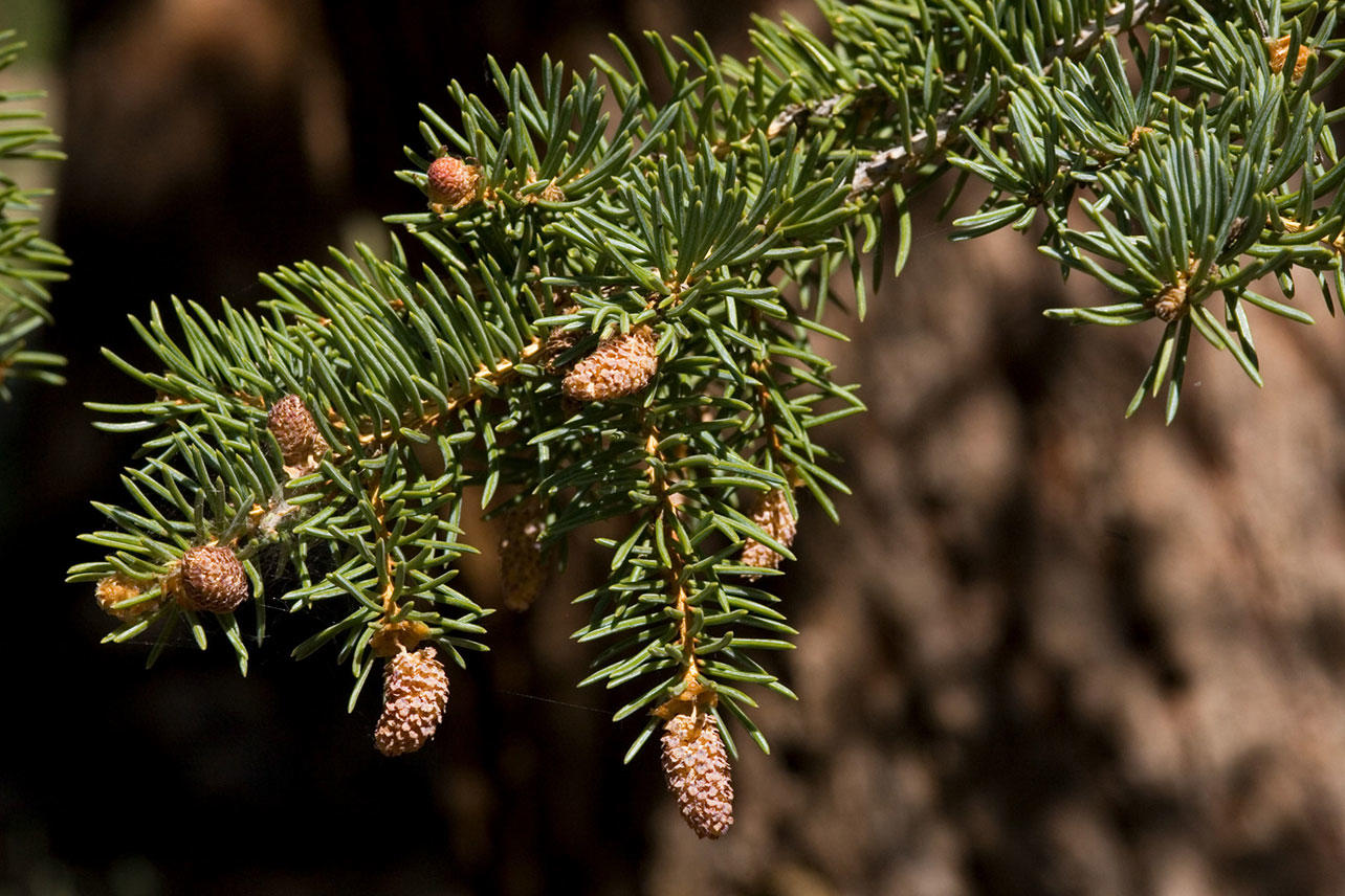 Blue spruce (Picea pungens)