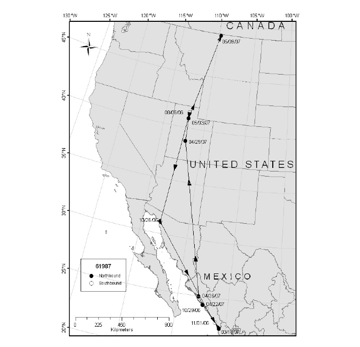 Migration route and location points of Marbled Godwit 61987 captured at Bear River Migratory Bird Refuge, UT, 2006.