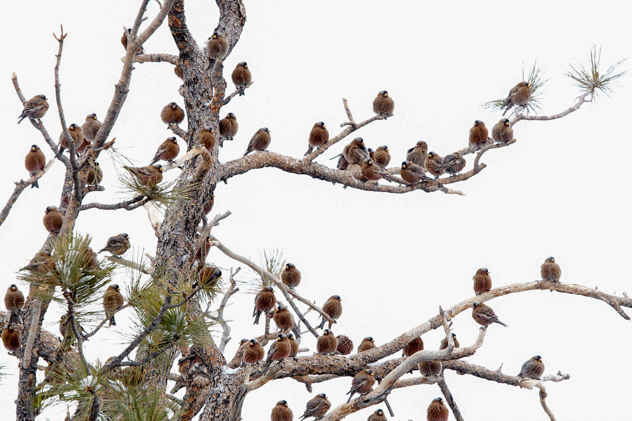 Flock of Gray-crowned Rosy-Finches in a tree.